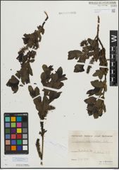 Foto von Salix mielichhoferi Saut.